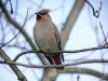 Waxwing at Pitsea (Steve Arlow) (59246 bytes)